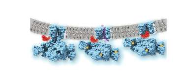 Ball-and-Chain Inactivation of Ion Channels Visualized by Cryo-Electron Microscopy