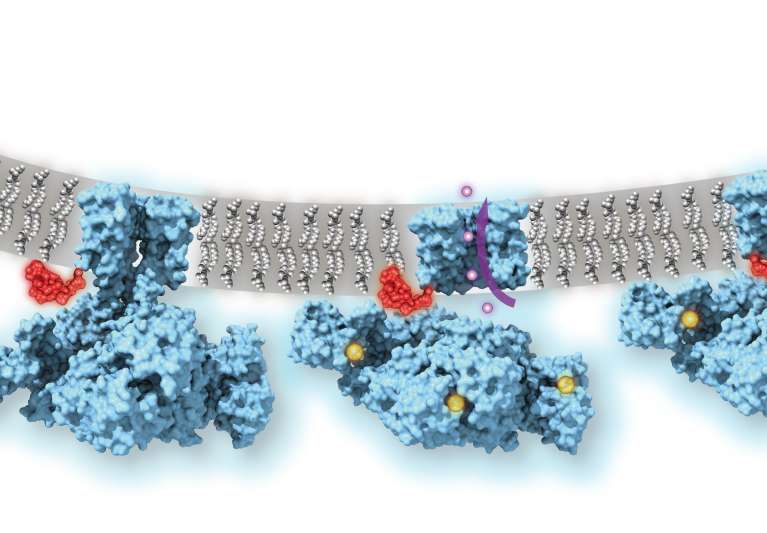 BallandChain Inactivation of Ion Channels Visualized by CryoElectron