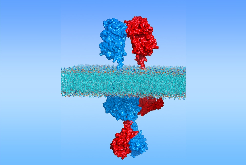 Receptor’s Structure Reveals How It Functions in Heart Disease