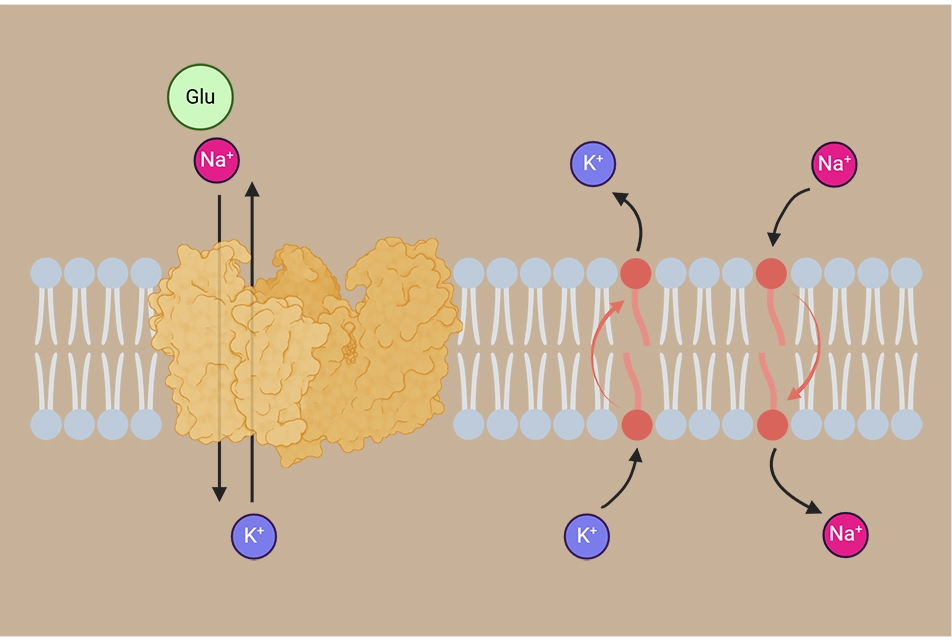 Study Identifies Unexpected Effect of Fatty Acids on Neurotransmitter Transport